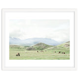 Relaxing horses on a sunny day calm field - Iceland thumbnail