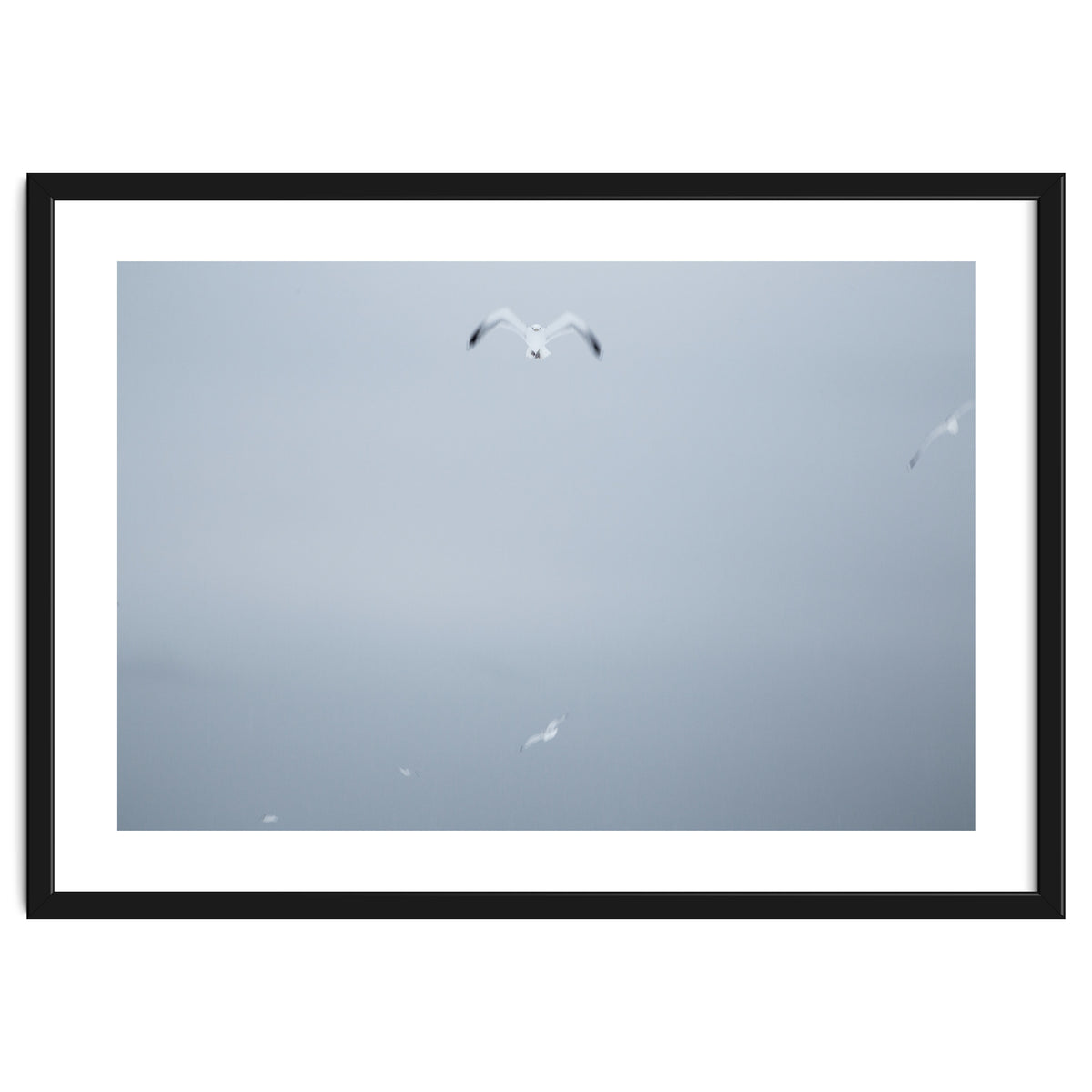 A flying seagull in the winter sky