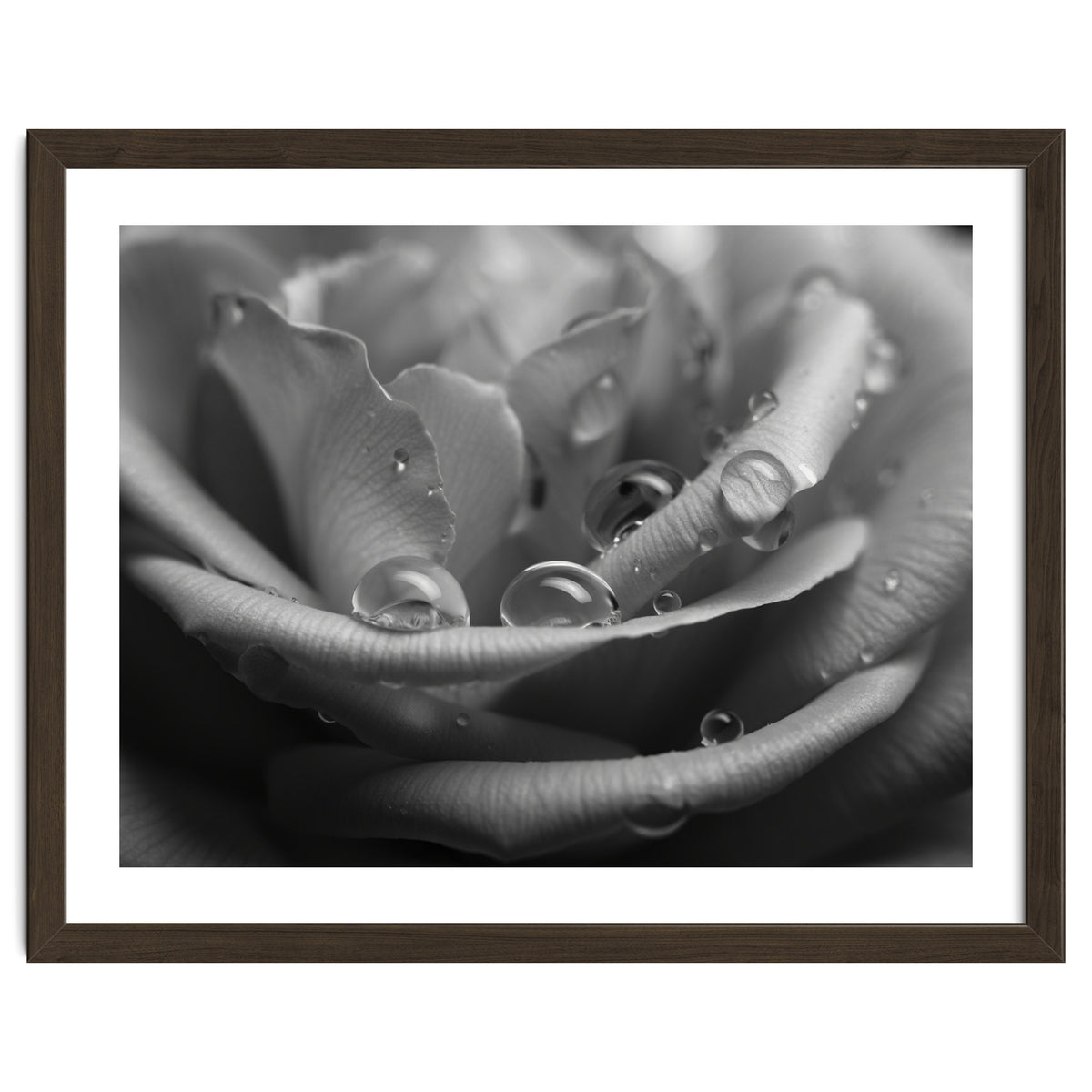 Ethereal Monochromatic Rose Petal Macro