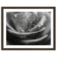 Ethereal Monochromatic Rose Petal Macro