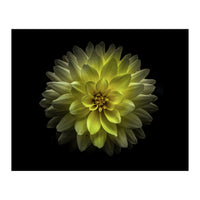 Backyard Flowers No 128 Color Version (Print Only)