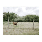 Cow in the farm (Print Only) thumbnail