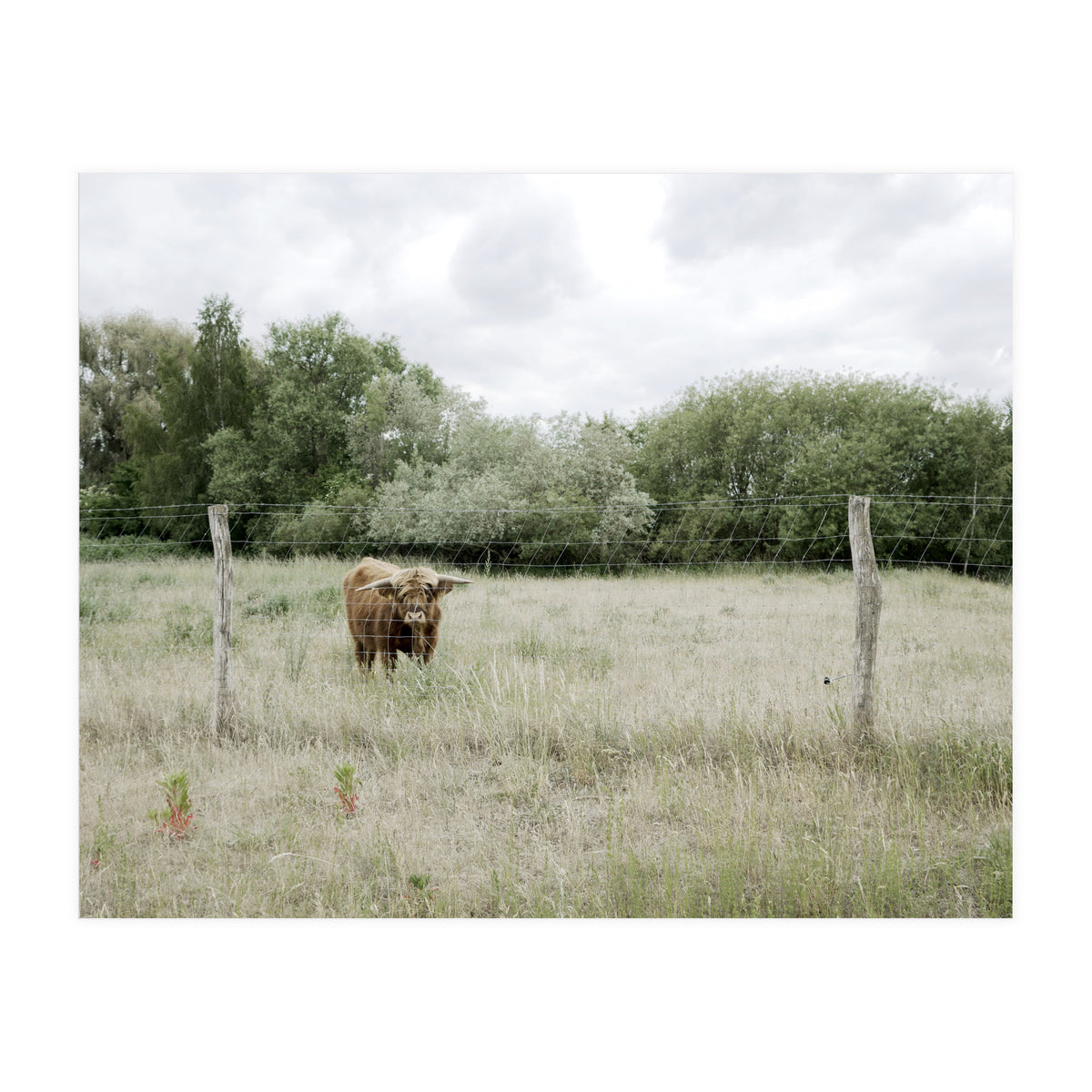 Cow in the farm (Print Only)