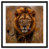 Majestic Lion King Of The Savannah In Dry Grass thumbnail