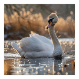 Majestic Swan On Calm Water During Sunset Nature Scene (Print Only) thumbnail