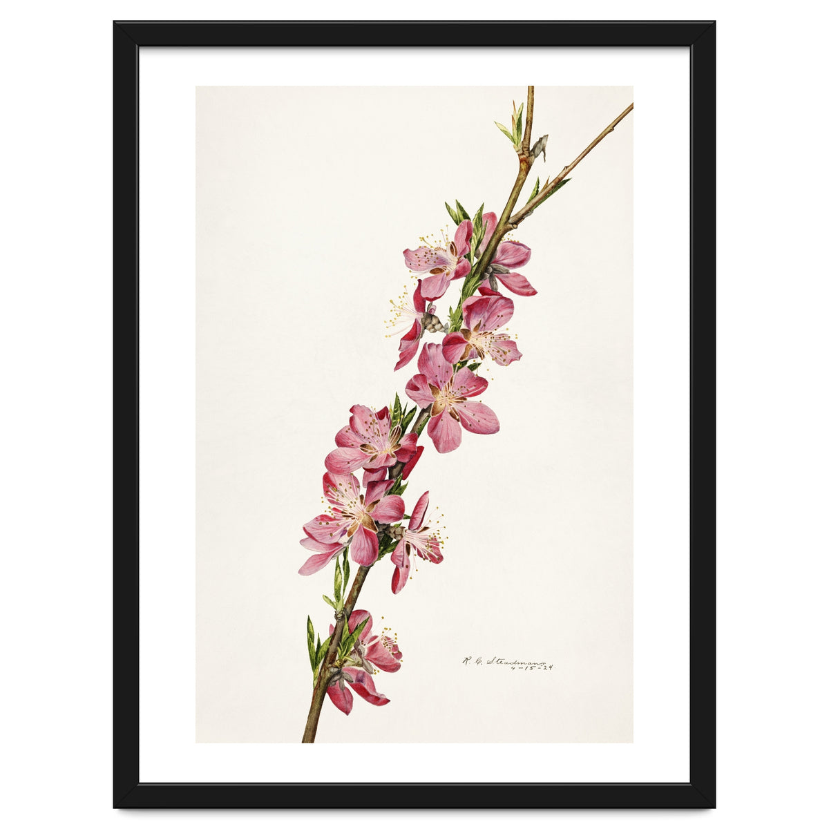 Royal Charles Steadman – Peach (Prunus persica) (1924)