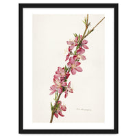 Royal Charles Steadman – Peach (Prunus persica) (1924)