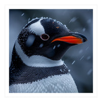 Close Up Penguin Portrait In Snowy Weather (Print Only)