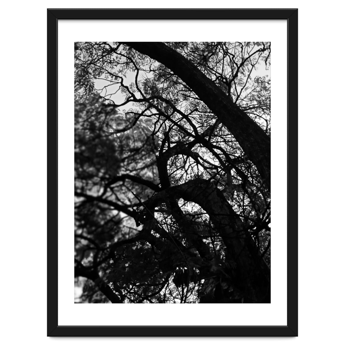 Tree Black Silhouette