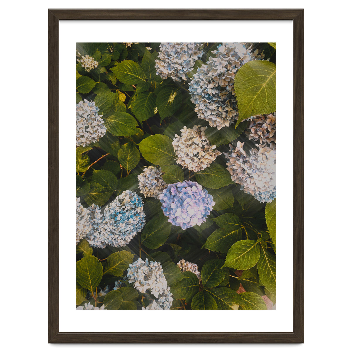 Hydrangeas | Portrait