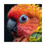 Close Up Sun Conure Parrot Eye Feathers  (Print Only) thumbnail