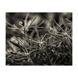 Rosemary Plant (Print Only) thumbnail