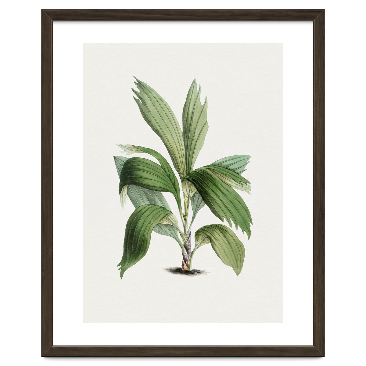 Areca Palm (Hand Drawn Botanical Illustration)