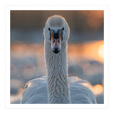 Close Up Portrait Of A Majestic Swan (Print Only) thumbnail