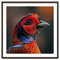 Close Up Pheasant Bird