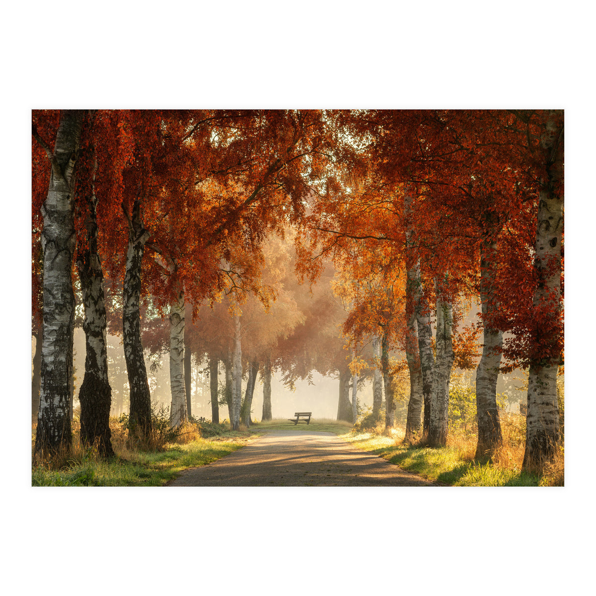 Red autumn (Print Only)