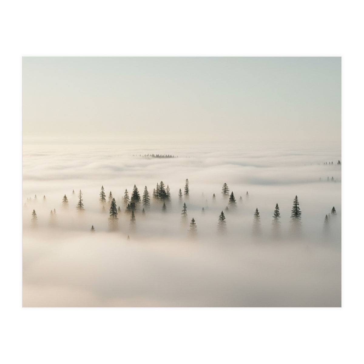 Misty Peaks: Pine Forest Above the Clouds (Print Only)