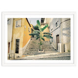 Lisbon Palm Tree thumbnail