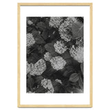 Hydrangeas | Black & White Portrait thumbnail