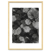 Hydrangeas | Black & White Portrait