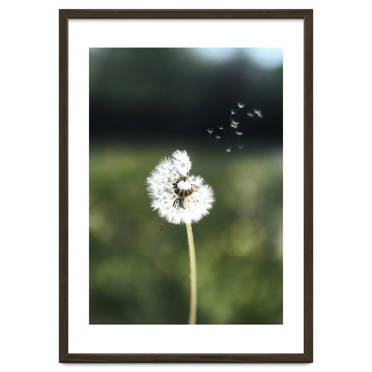 Dandelion Wish Photography