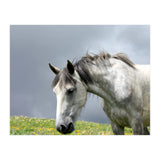 White Horse (Print Only) thumbnail