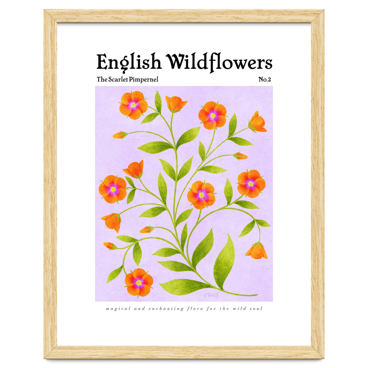English Wildflowers | Scarlet Pimpernel