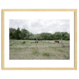 Cows in the farm thumbnail