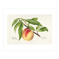 Royal Charles Steadman – Peach Twig (Prunus persica) (1918) (Print Only)