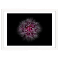 Backyard Flowers No 116 Color Flow Version