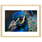Close Up Of A Peacock Head And Eye thumbnail