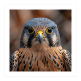 Close Up Kestrel Falcon Bird Portrait Majestic (Print Only) thumbnail