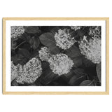 Hydrangeas | Black & White Landscape thumbnail