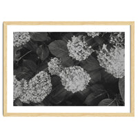 Hydrangeas | Black & White Landscape