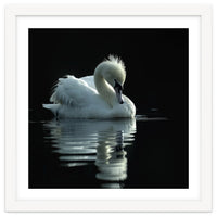 White Swan Gracefully Swimming In Dark Water