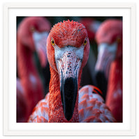 Close Up Of A Flamingo Bird Face, Pink Feathers