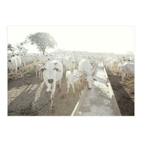 LIVING TOGETHER - WHITE COWS FAMILY (Print Only)