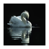 White Swan Gracefully Swimming In Dark Water (Print Only) thumbnail
