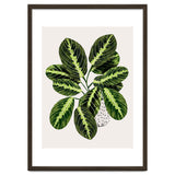 Maranta Plant thumbnail