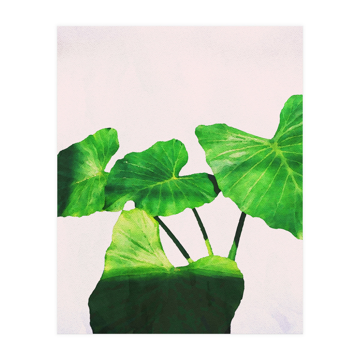 Taro Dimensionality (Print Only)