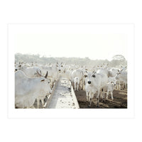 LIVING TOGETHER - WHITE COWS FAMILY (Print Only)