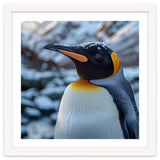 King Penguin In The Snow With Frosty Head thumbnail