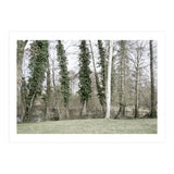 Sole white birch in the trees (Print Only) thumbnail