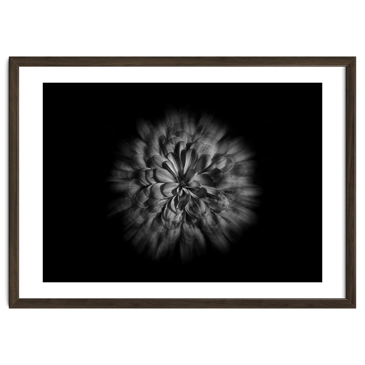 Backyard Flowers In Black And White No 48 Flow Version