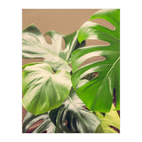 Monstera Mix (Print Only) thumbnail