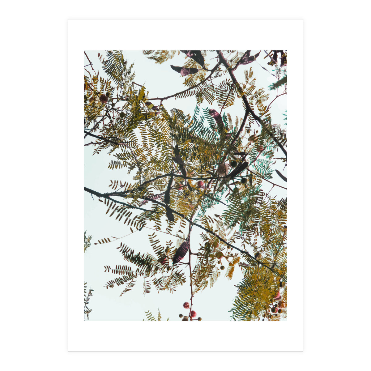 Patterns In Nature (Print Only)