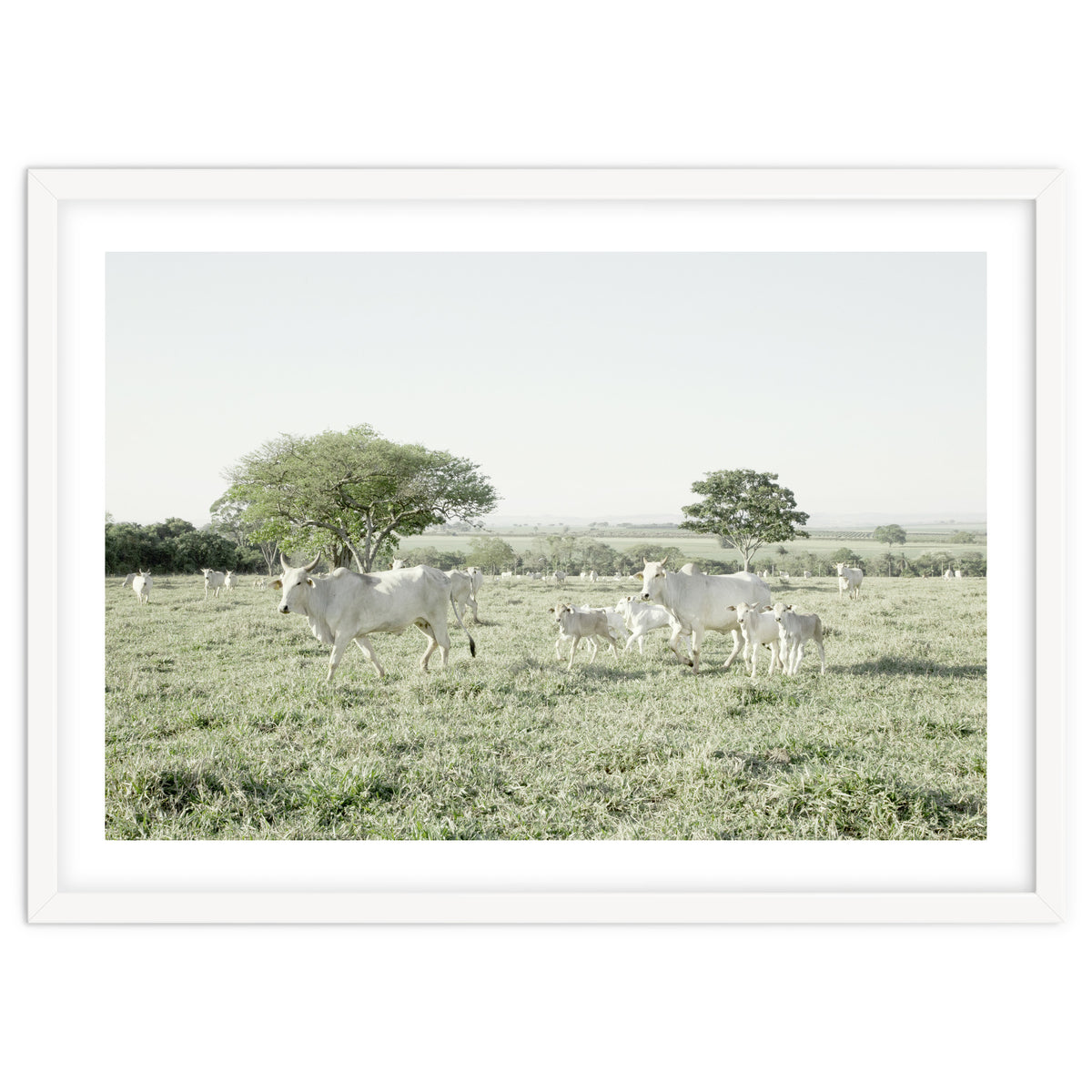 LIVING TOGETHER - WHITE COWS FAMILY