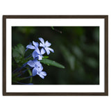BLOSSOM. thumbnail