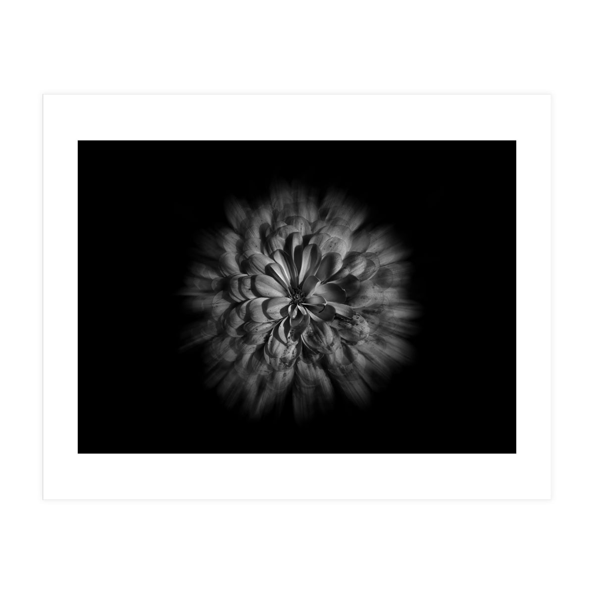 Backyard Flowers In Black And White No 48 Flow Version (Print Only)