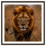 Majestic Lion King Of The Savannah In Dry Grass thumbnail